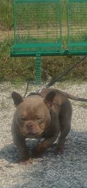 American bully micro