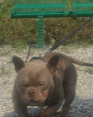 American bully micro