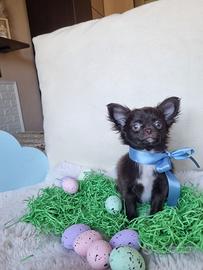 Chihuahua maschietto