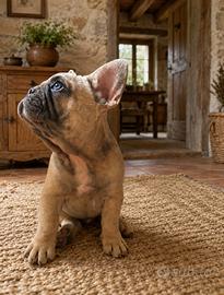 Bulldog francese
