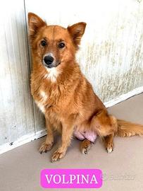 Volpina