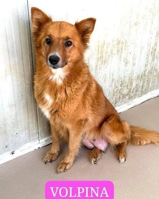 Volpina