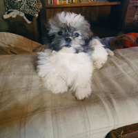Cuccioli shitzu