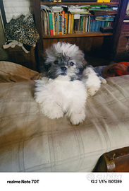 Cuccioli shitzu