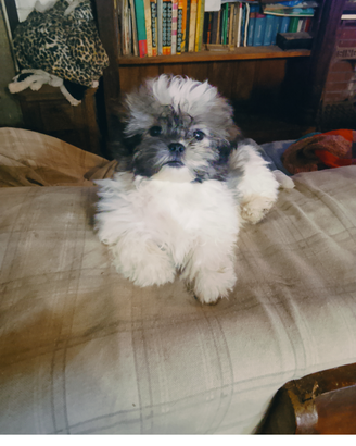 Cuccioli shitzu