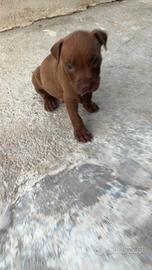 America pitbull terrier