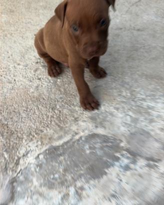 America pitbull terrier