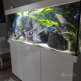 Ciclidi Malawi mbuna