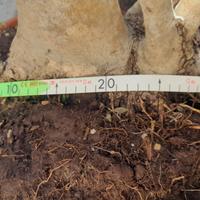 Bonsai di olivo - macrobonsai