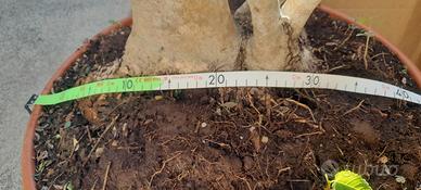 Bonsai di olivo - macrobonsai