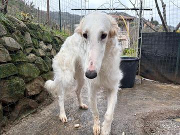 Disponibili cuccioli di Borzoi