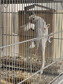 Parrocchetti dal collare coppia