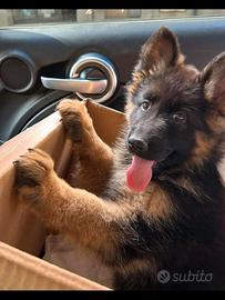 Cuccioli Pastore Tedesco