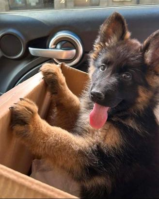 Cuccioli Pastore Tedesco