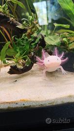 Axolotl