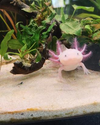 Axolotl