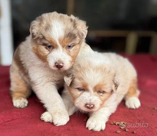 Cucciolo pastore australiano