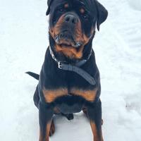 Rottweiler