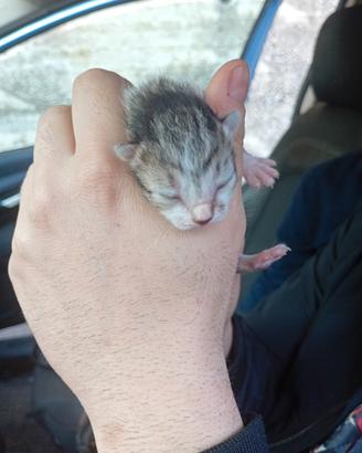 Gatti cuccioli