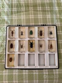 Collezione 11 insetti veri in resina con teca