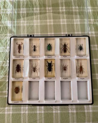 Collezione 11 insetti veri in resina con teca