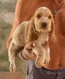 Cocker cuccioli