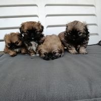 Cuccioli pechinese