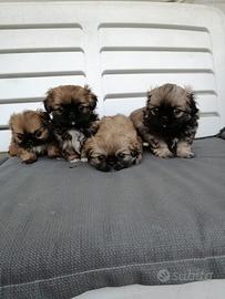 Cuccioli pechinese