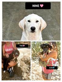 Tina, nine e gunn, 3 mesi