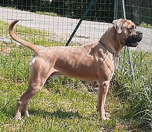 Cane corso