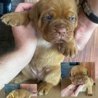 Cuccioli di Dogue de Bordeaux