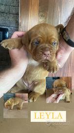 Cuccioli di Dogue de Bordeaux