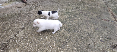 Cagnoline di piccola taglia