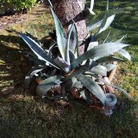Piante di agave 