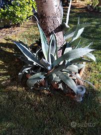 Piante di agave 