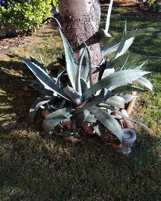 Piante di agave 