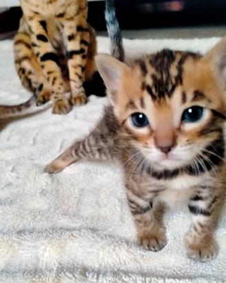 Cuccioli di Bengala