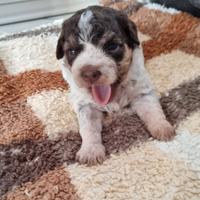 Lagotto romagnolo