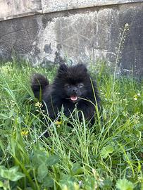 Volpino pomerania STUPENDA cucciola NERA