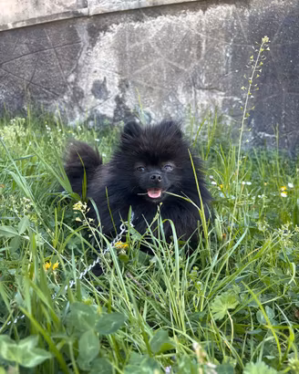 Volpino pomerania STUPENDA cucciola NERA