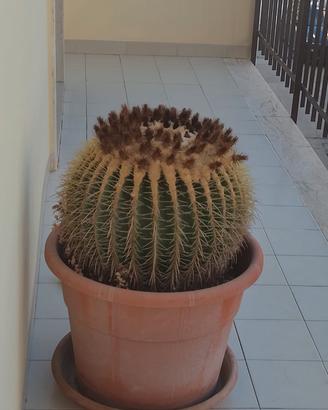 Pianta