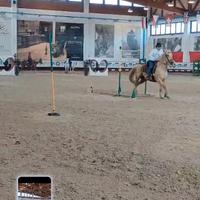 Cavalla paint anni 8