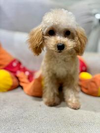 Barboncino mini toy 5 mesi