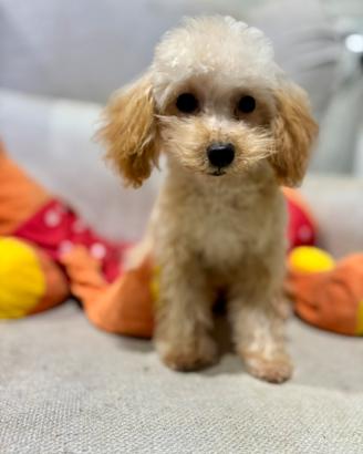 Barboncino mini toy 5 mesi