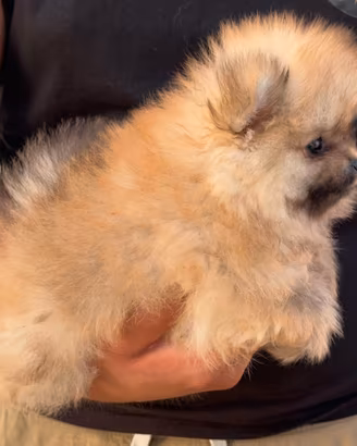 Spitz di pomerania