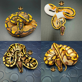 Pitoni Reali serpente