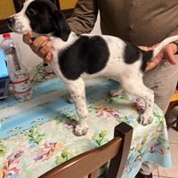 Cucciolo maschio simil setter di quattro mesi