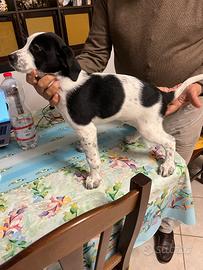 Cucciolo maschio simil setter di quattro mesi
