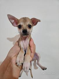 Chihuahua con pedigree ENCI toy