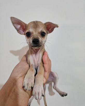 Chihuahua con pedigree ENCI toy